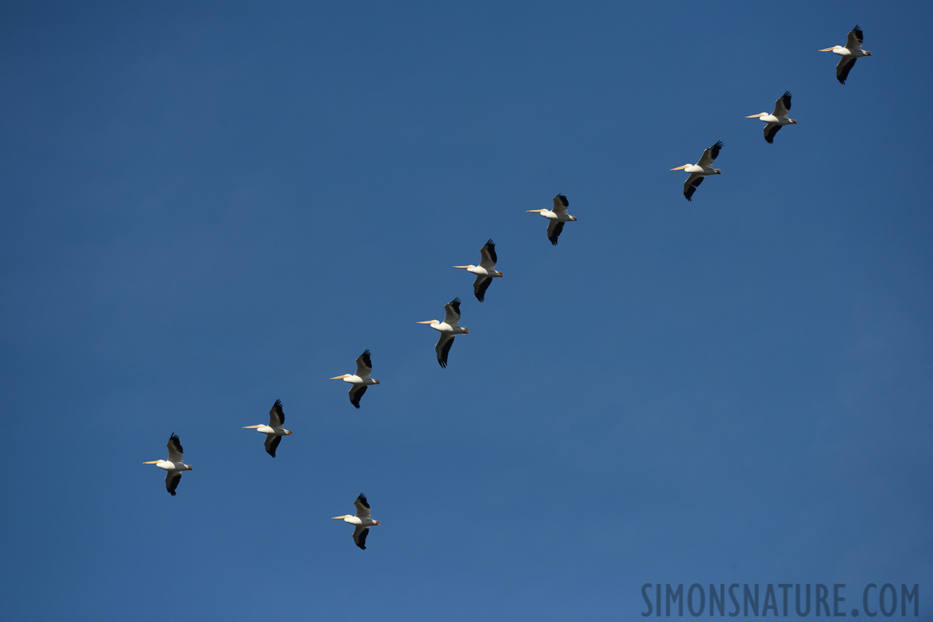 Pelecanus erythrorhynchos [400 mm, 1/6400 sec at f / 8.0, ISO 1600]